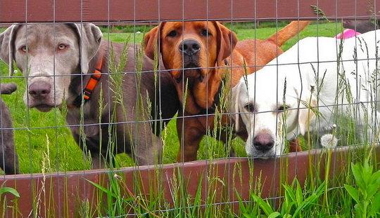 Dog Fences